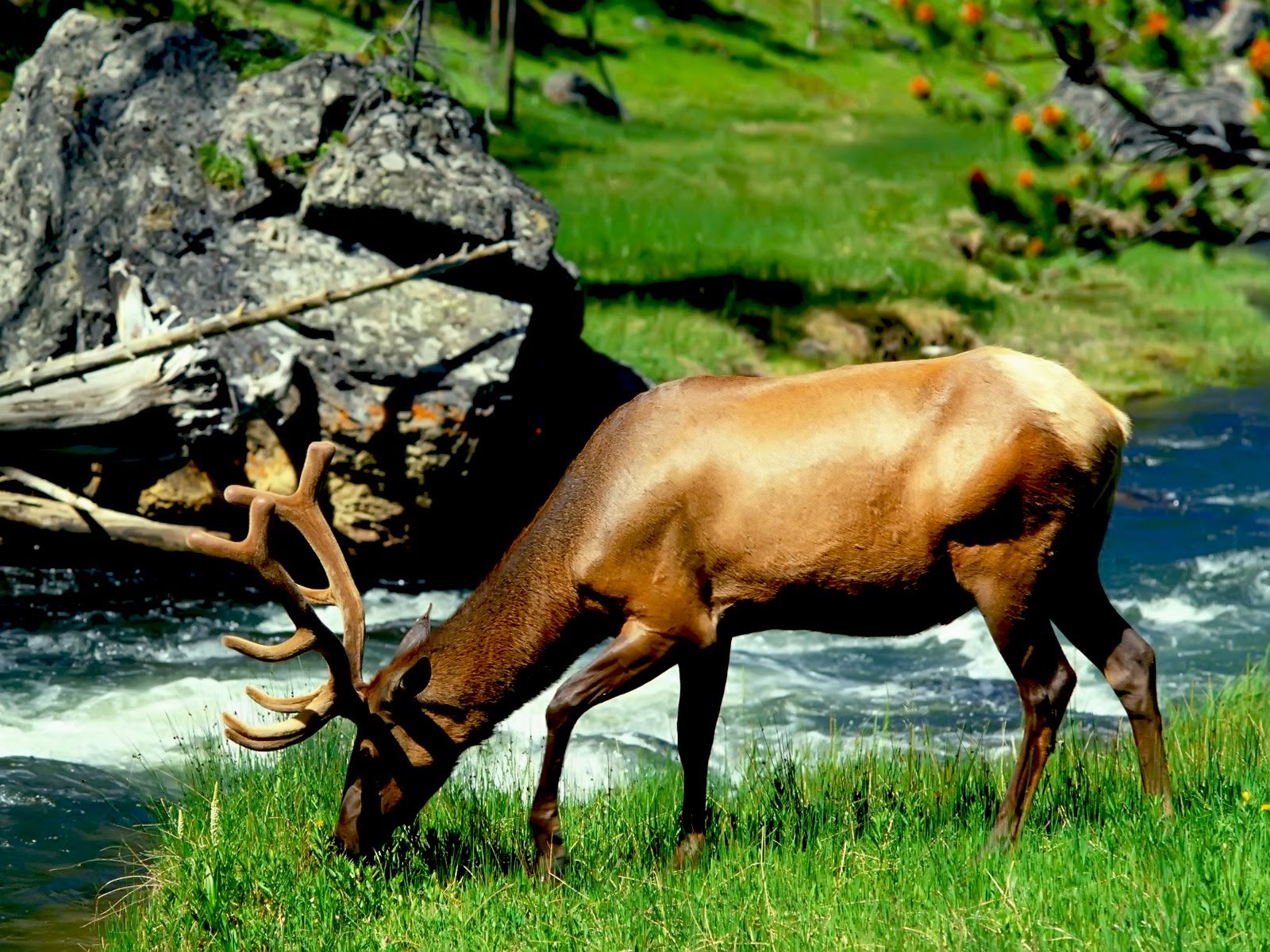Animals Zoo Park Deer Photos Wallpaper For Desktop