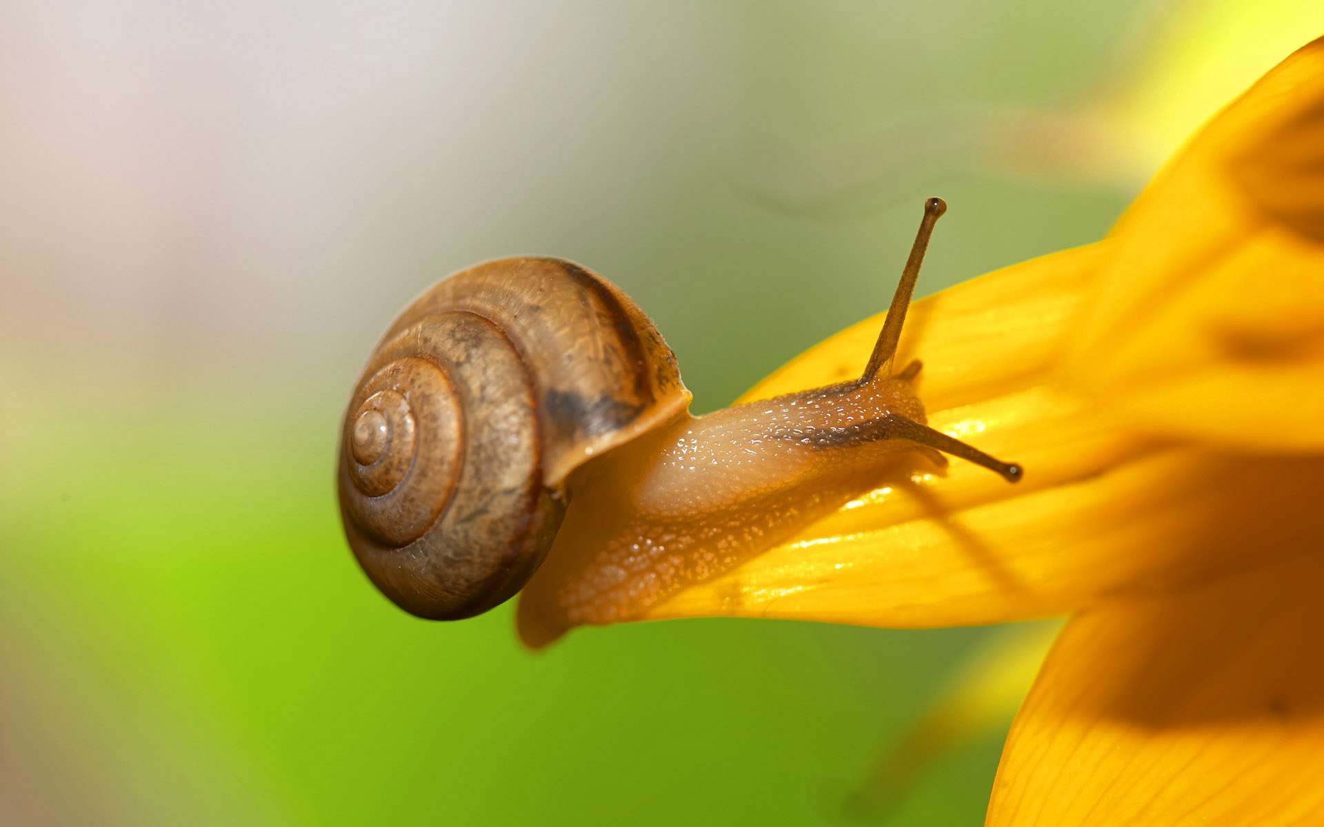 Animal Snail HD Wallpaper