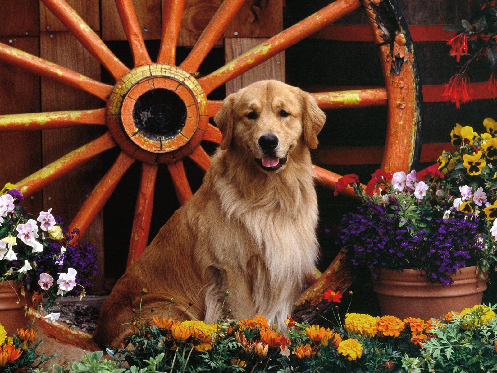 Golden Retriever Dogs Desktop HD Wallpaper And Make This For