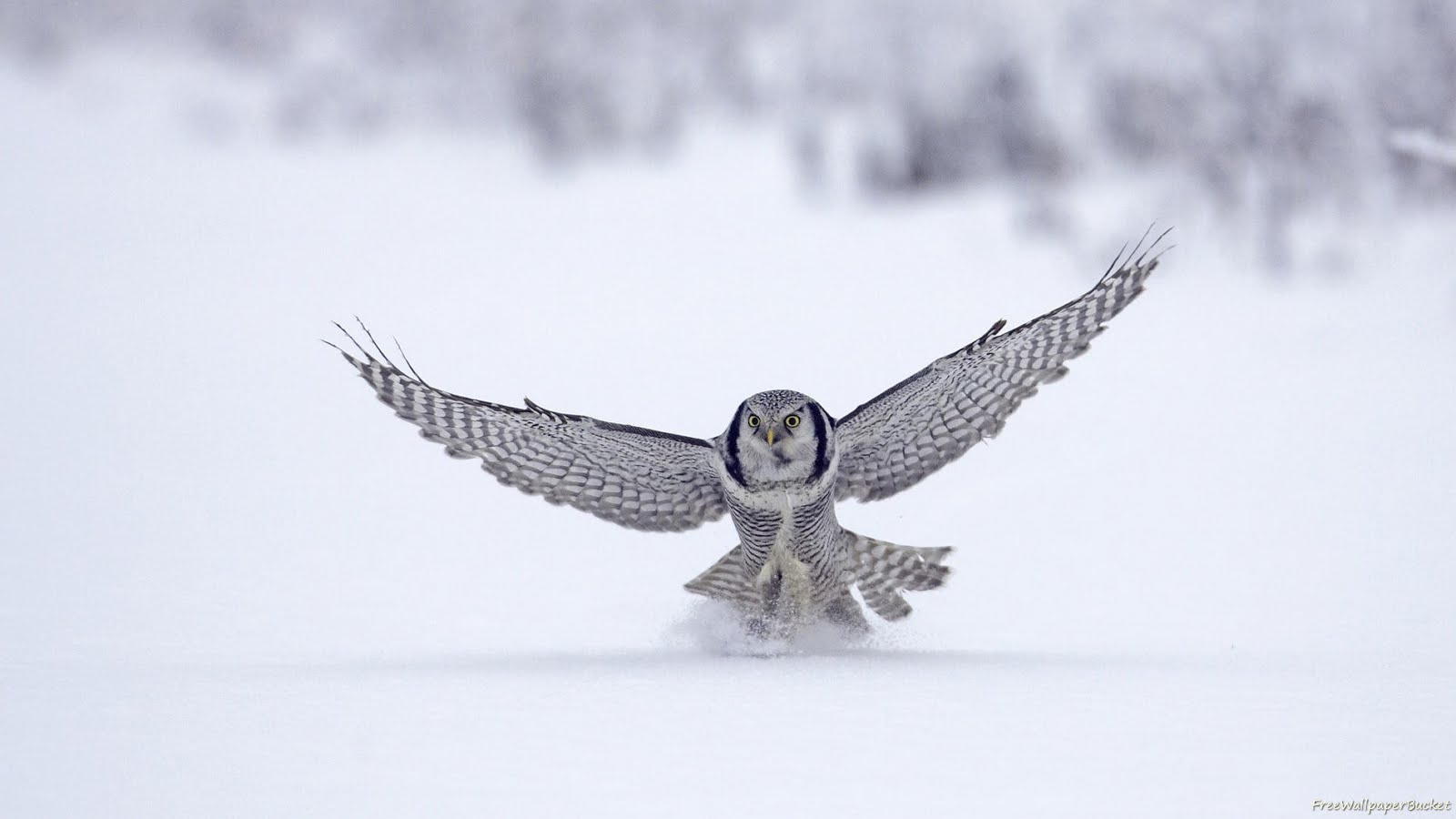Snow Birds Wallpaper Owls Hunting