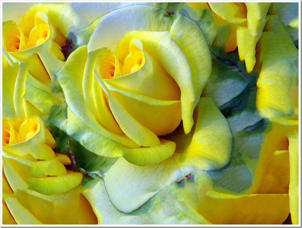 Beautiful Yellow Green Rose Flower Wallpaper Tadka
