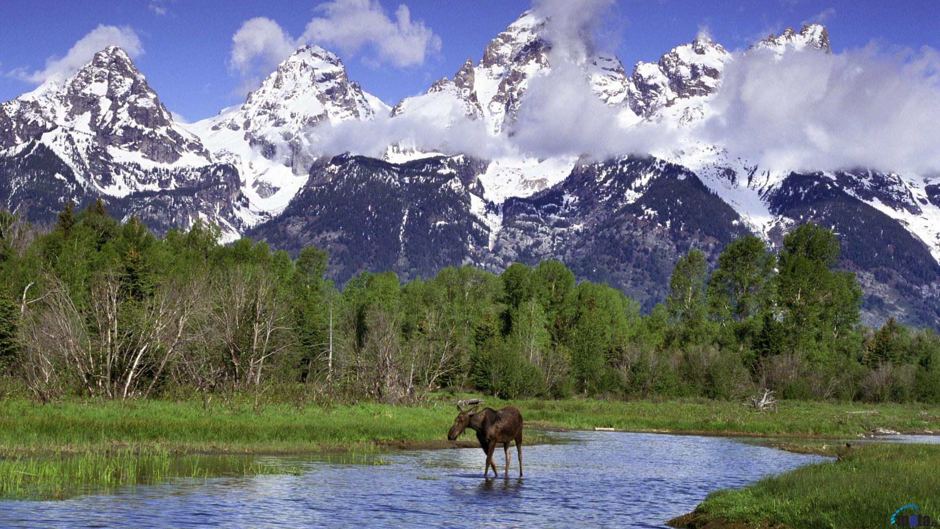 Download Wallpaper Moose in the River Grand Teton