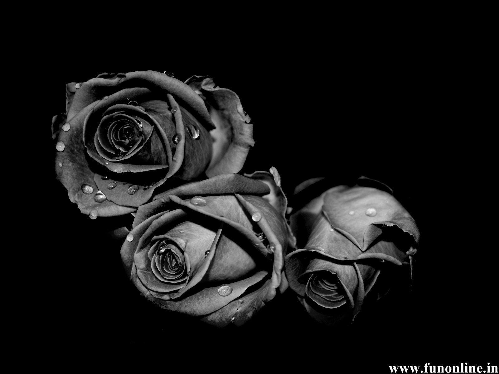 Glück Ich beschwere mich vorstellen rose with black background hd ...