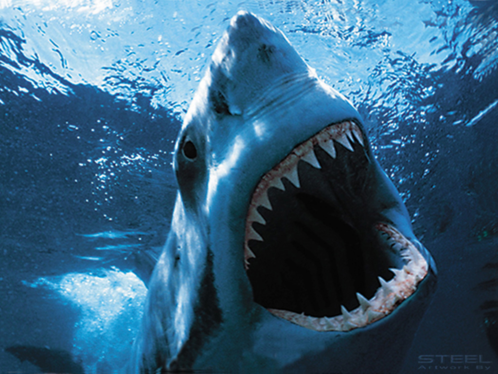 Sharks Desktop Wallpaper For HD Widescreen And Mobile