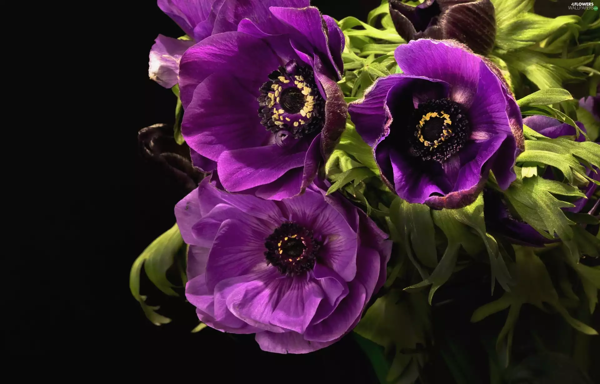 Purple Anemones Wallpaper
