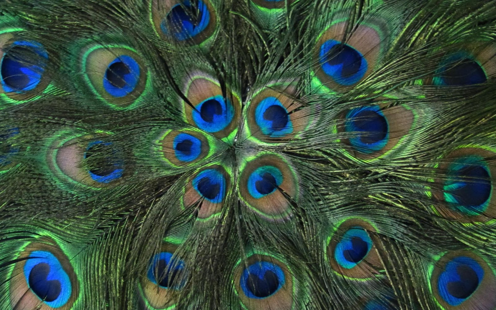 Peacock Wallpaper For Home Gallery