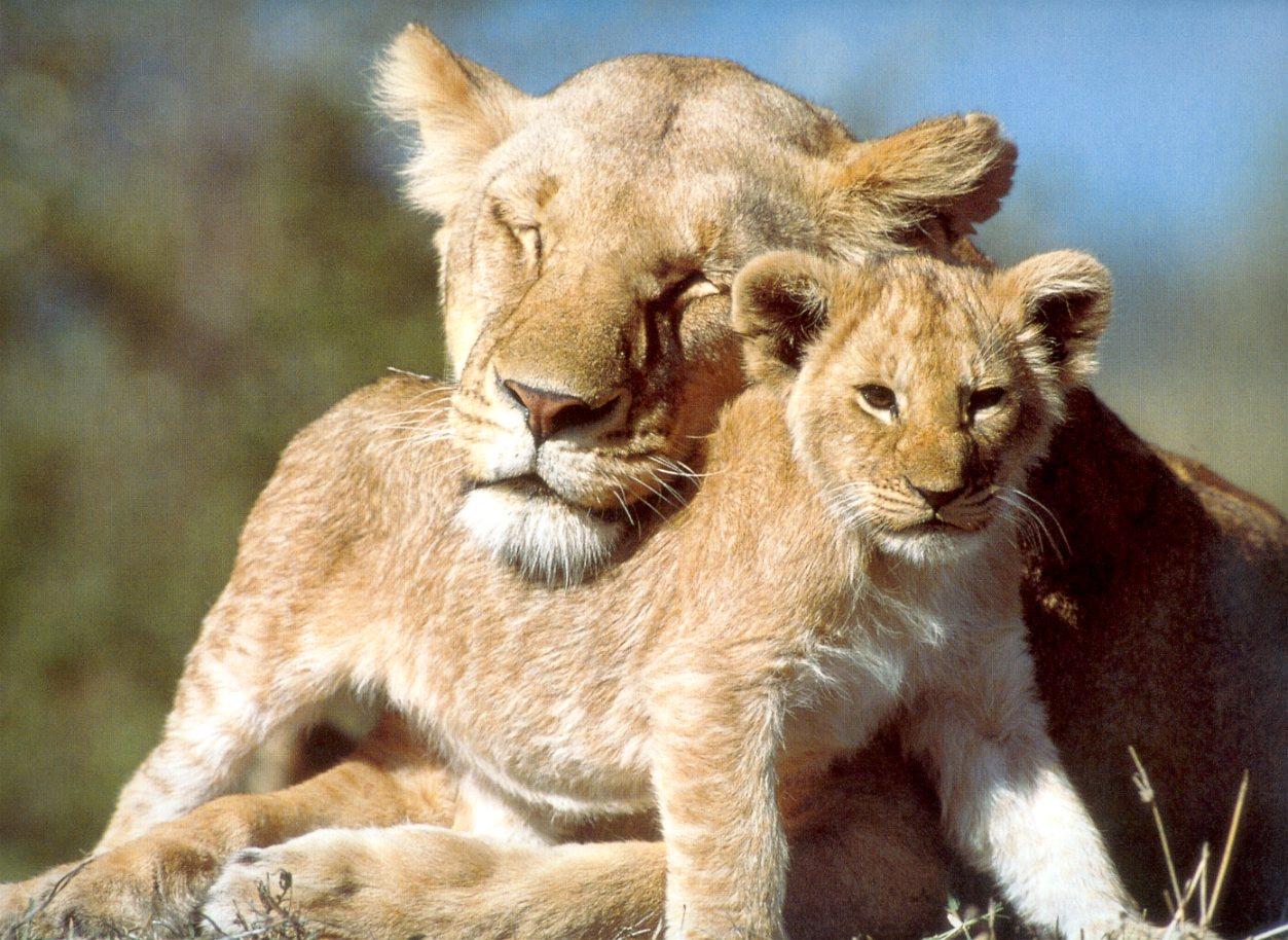 All World Wallpapers Beautiful Baby Animals Wallpapers