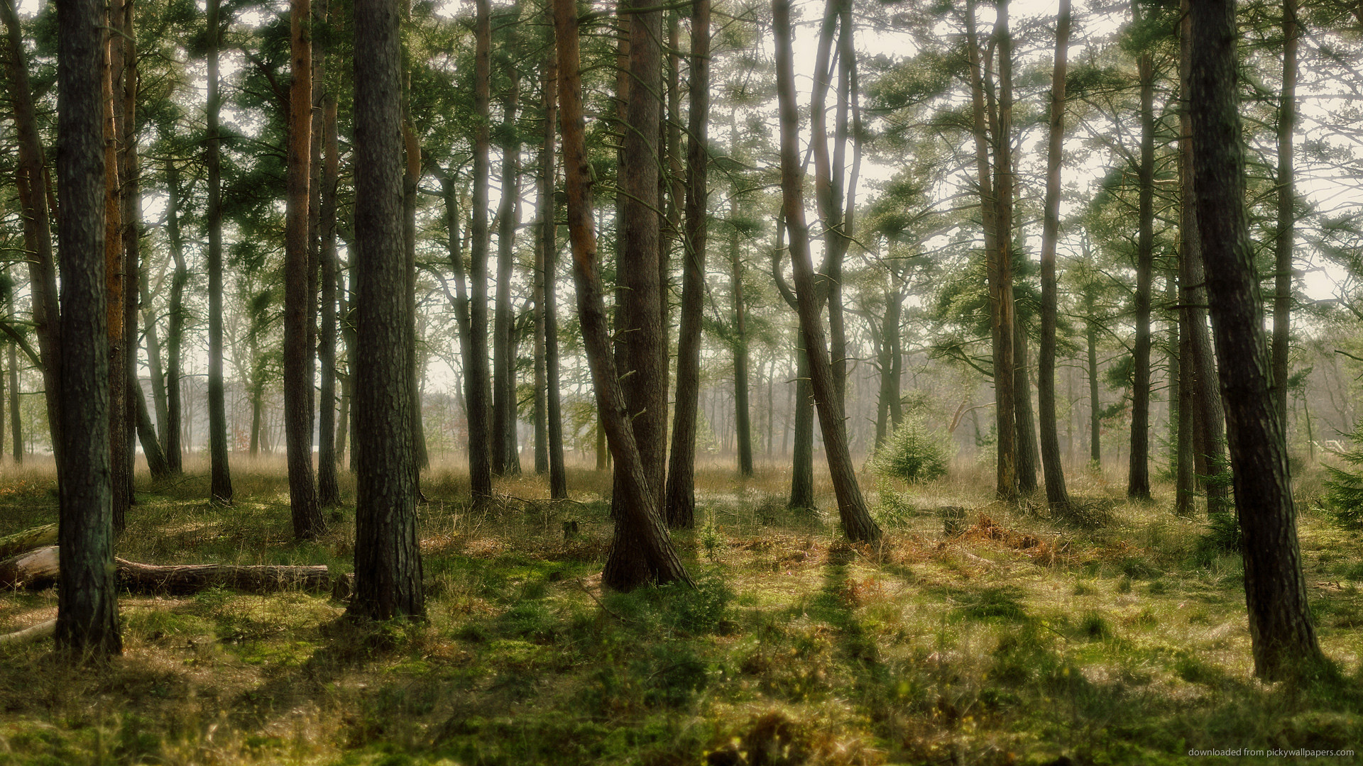 Pine Forest Wallpaper Picture For iPhone Blackberry iPad