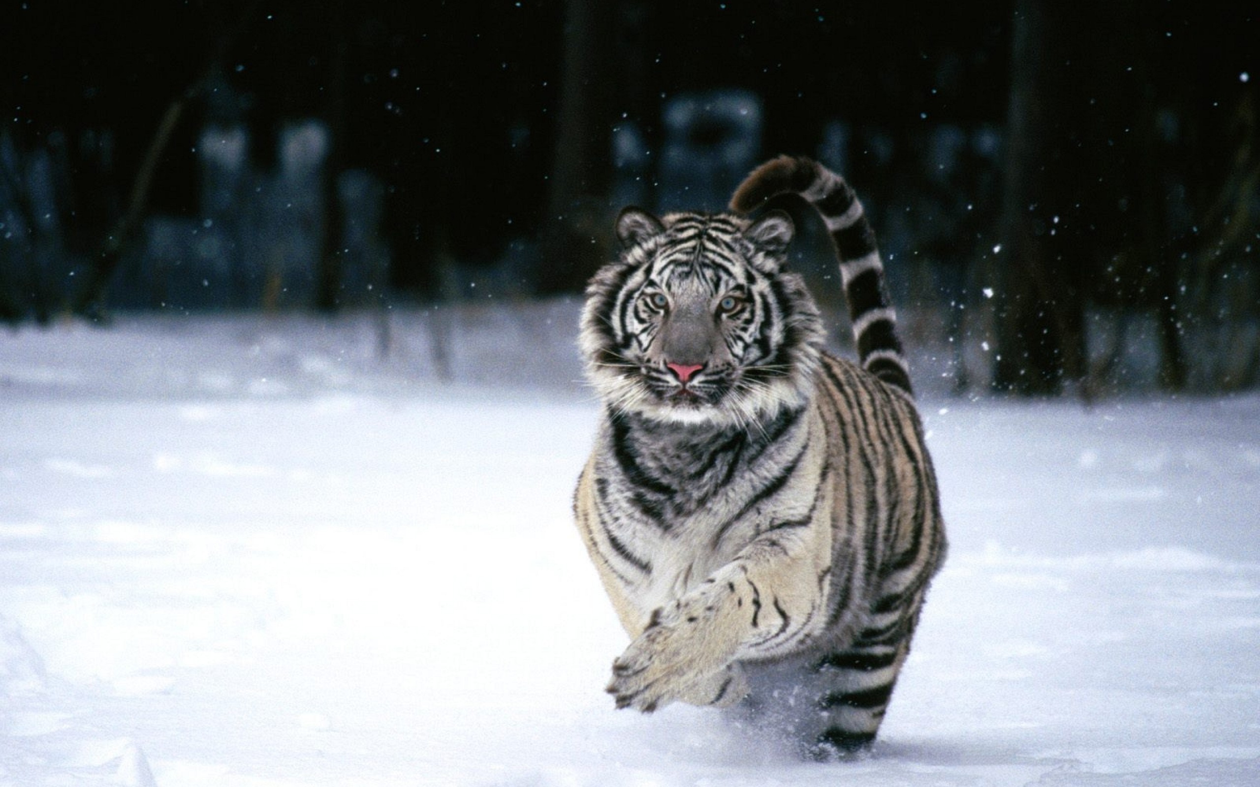 Running White Tiger Wallpaper   Download Wallpaper Nature 2560x1600