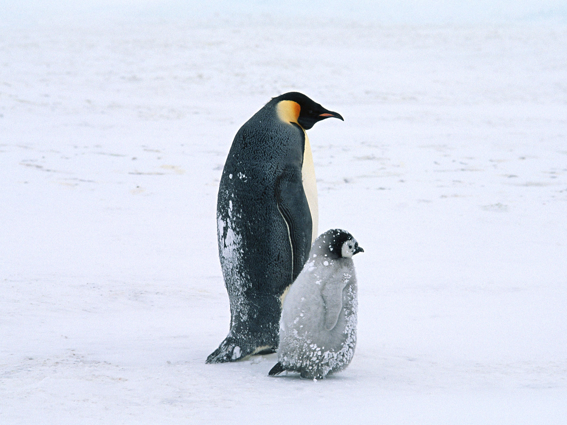 Cute Penguins Wallpaper And Background For