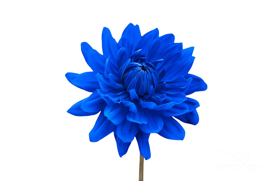 Blue Dahlia Flower Against White Background by Natalie Kinnear 900x600