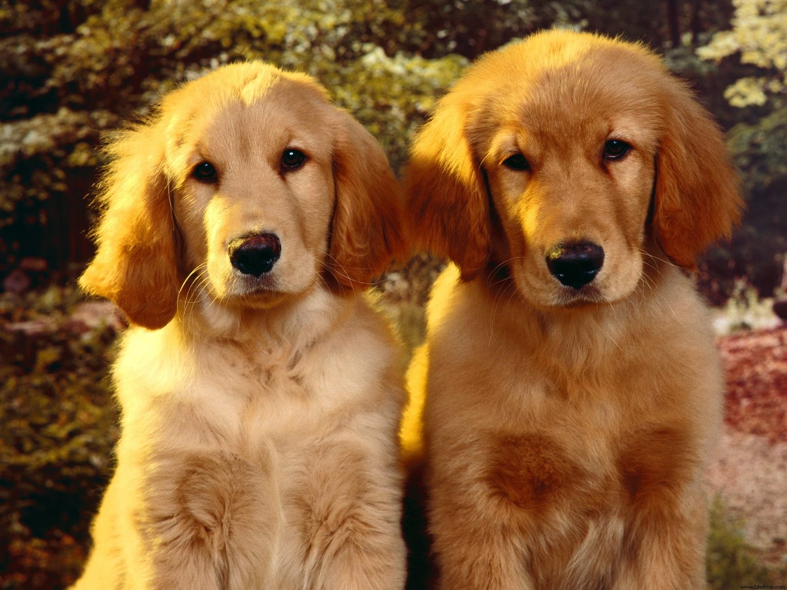 Golden Retriever Puppy Wallpaper