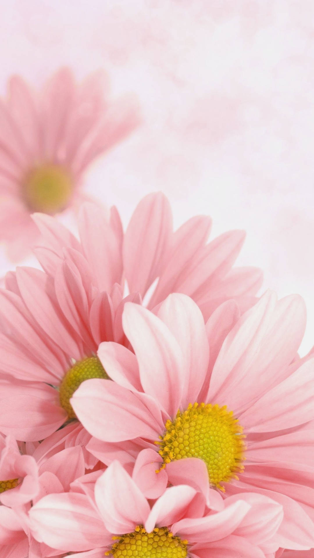 Daisy Aesthetic Wallpaper