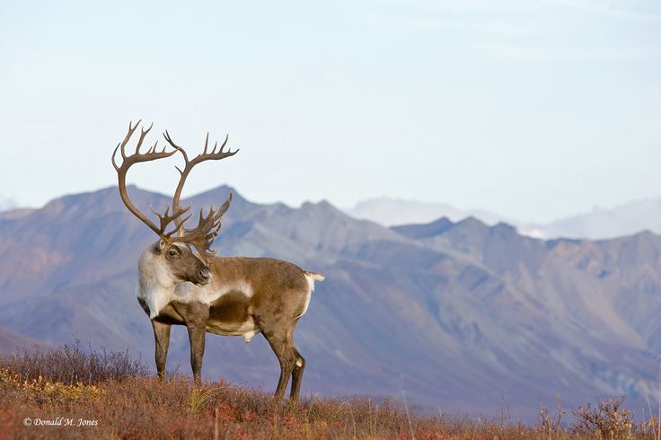 Best Image About Arctic Tundra Reindeer