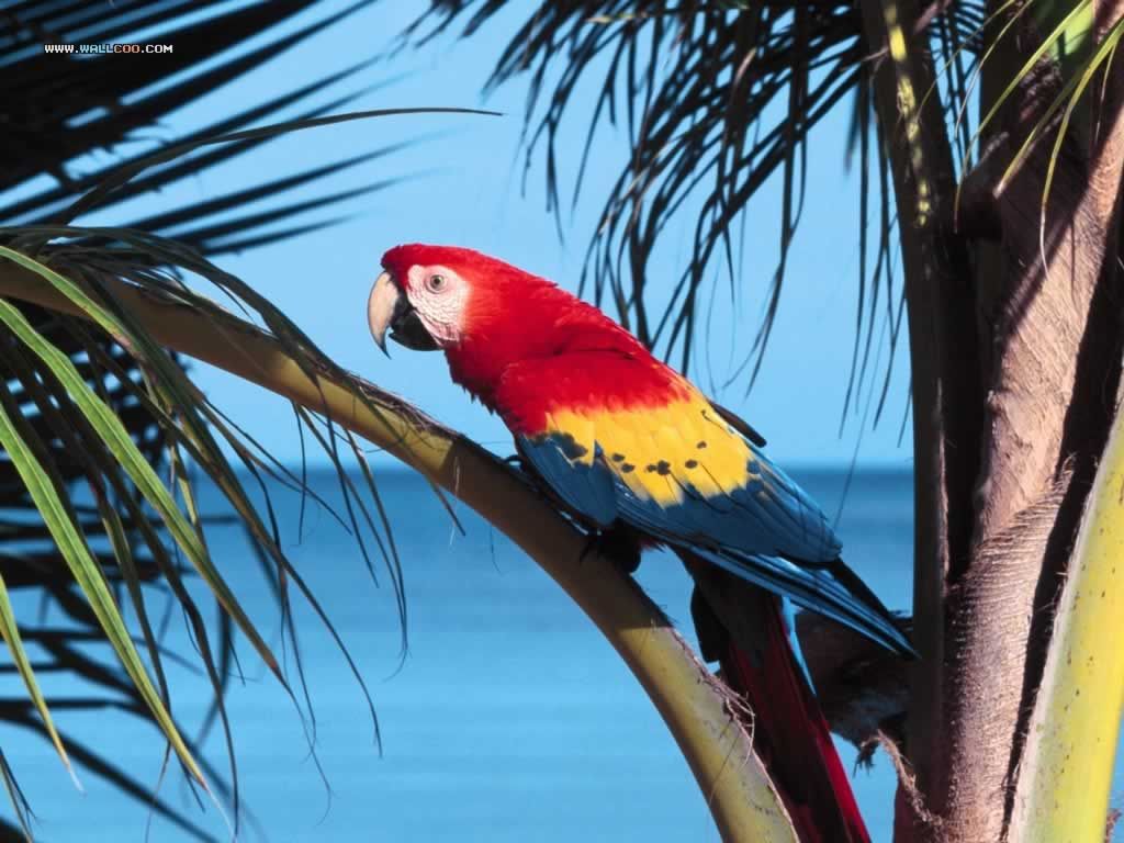 Tropical Parrot Wallpaper Pictures
