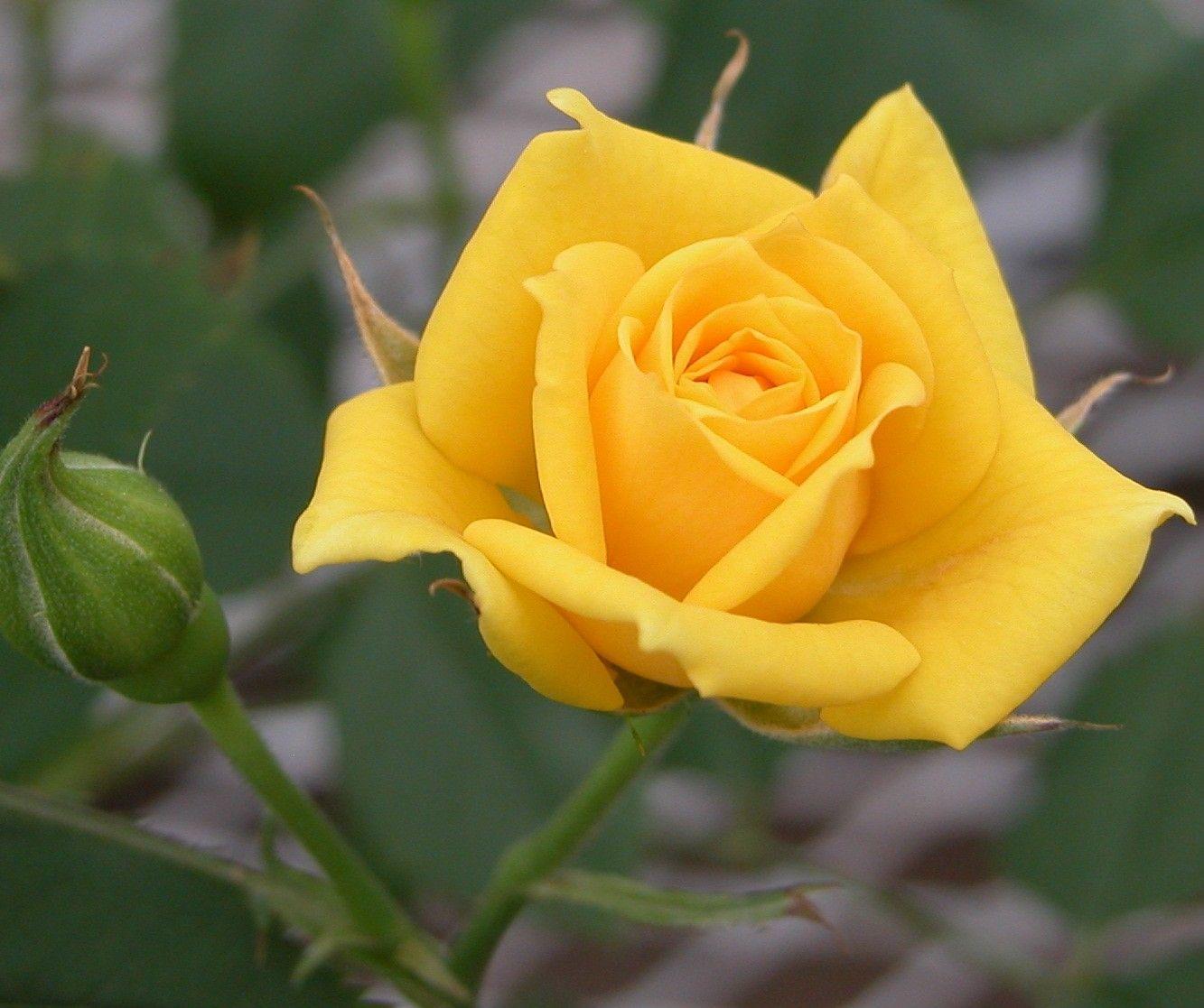 Free download Yellow Rose Wallpapers [1333x1117] for your Desktop