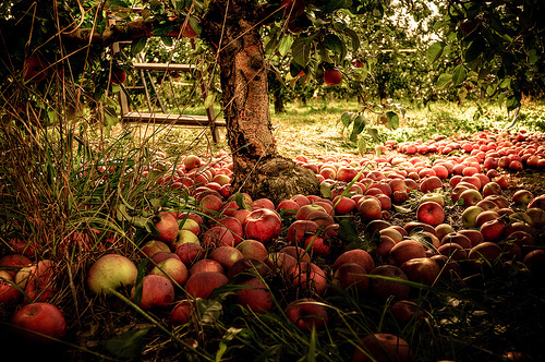 Apple Orchard Autumn Photo