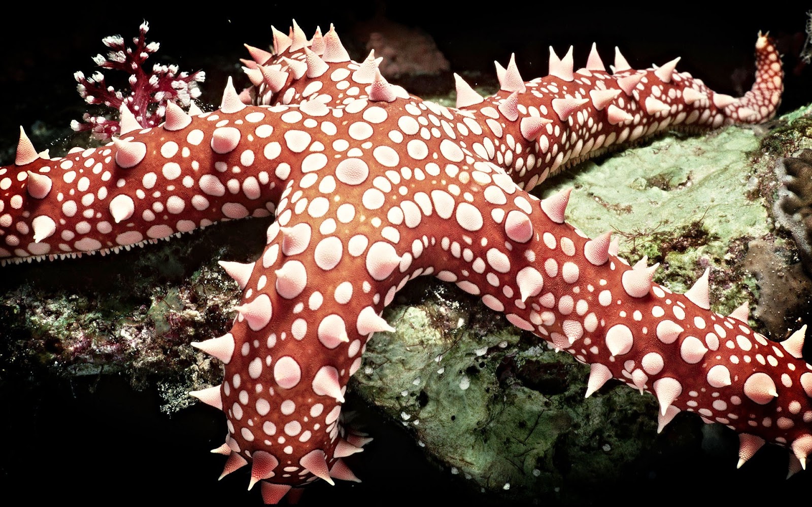 Beautiful Wallpaper Star Fish