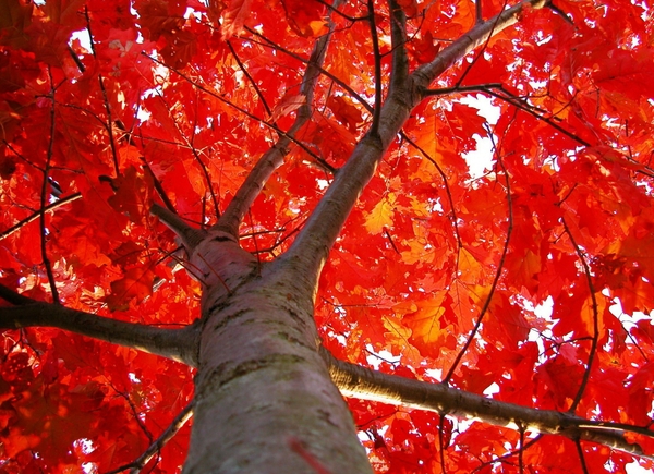 Nature Trees Autumn Season Red Leaves Wallpaper
