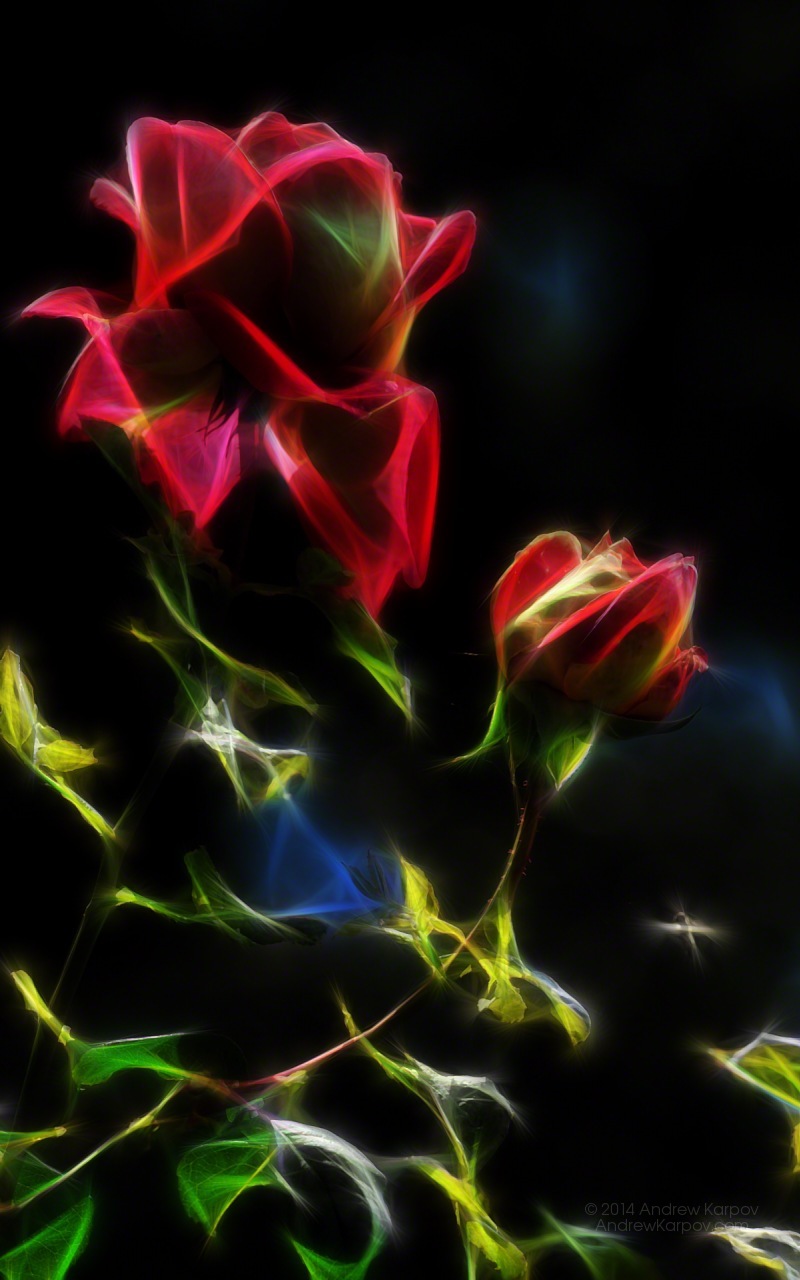 Beautiful Rose Flower Wallpaper Desktop X