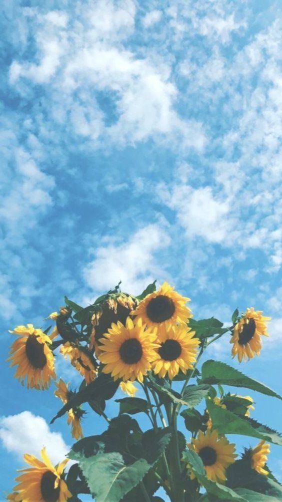 48+ Clouds Sunflower Aesthetic Wallpapers on WallpaperSafari