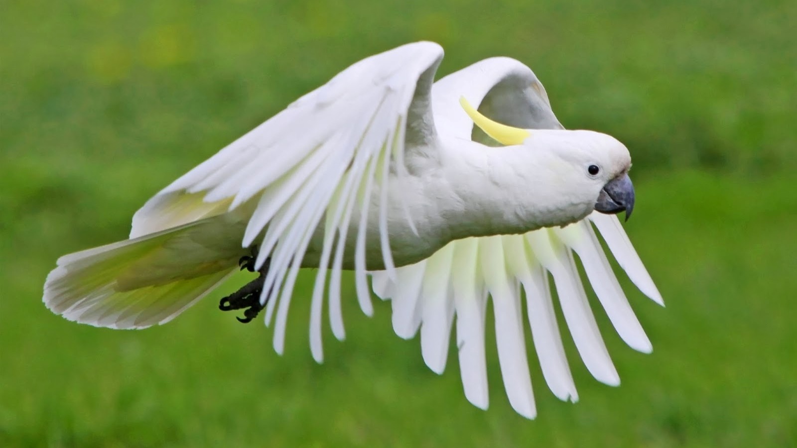 Free download Best 41 Cockatoo Wallpaper on HipWallpaper Cockatoo