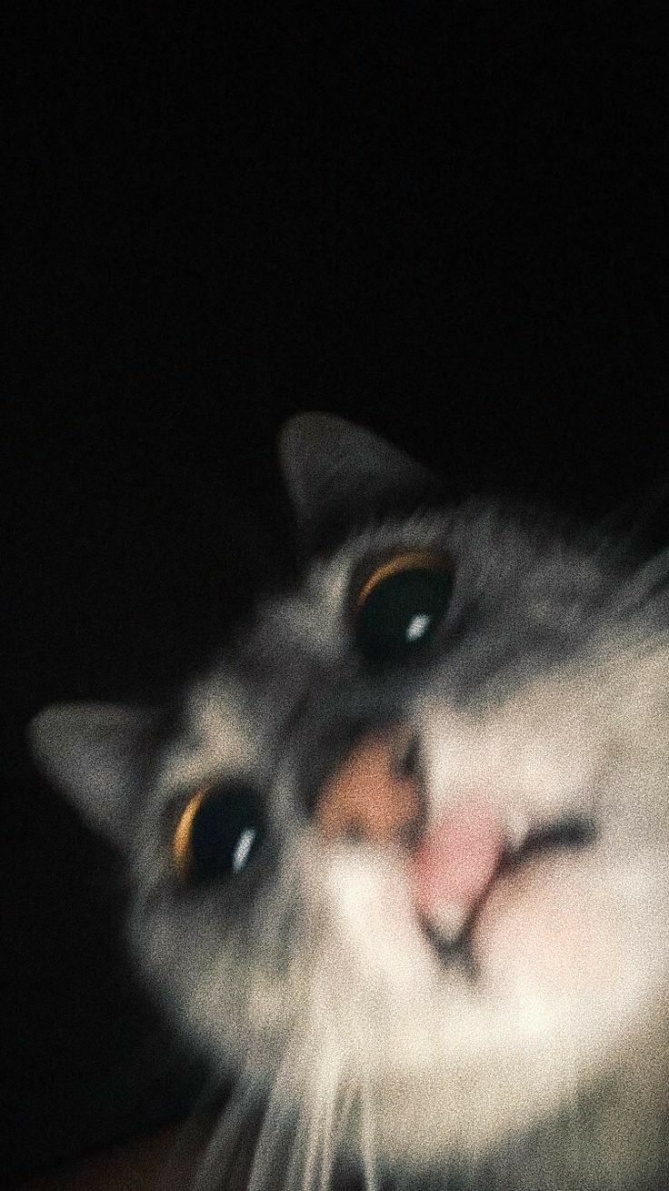 Funny Cat Meme Wallpaper