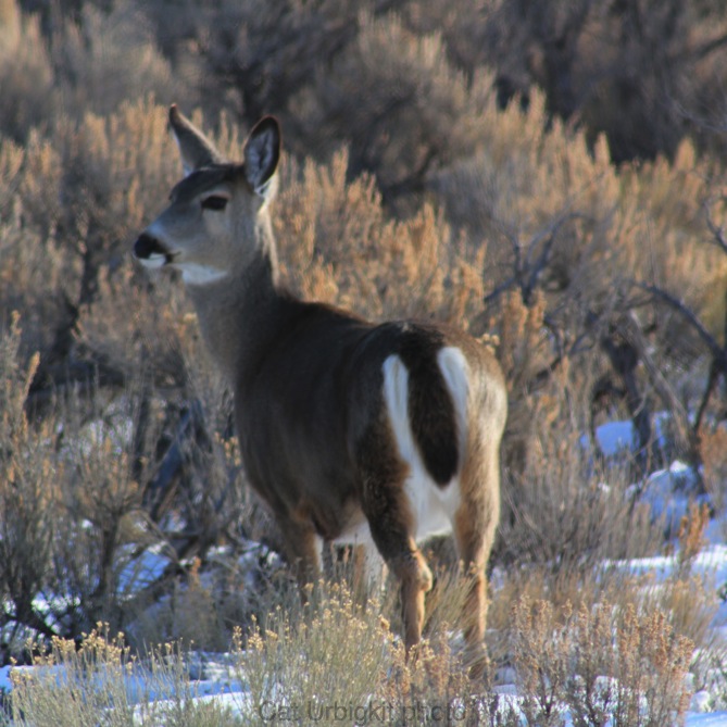 Free download Cabin Creek Deer Wallpaper Border [1800x608] for your