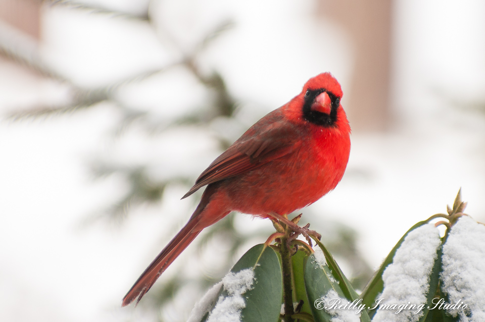 Red Birds In Snow Birds