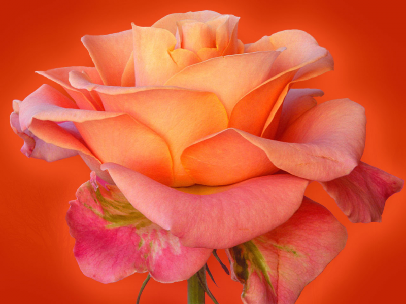 Love Rose Flower Wallpaper