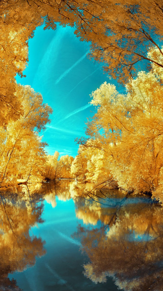 Yellow Gold Trees Wallpaper iPhone