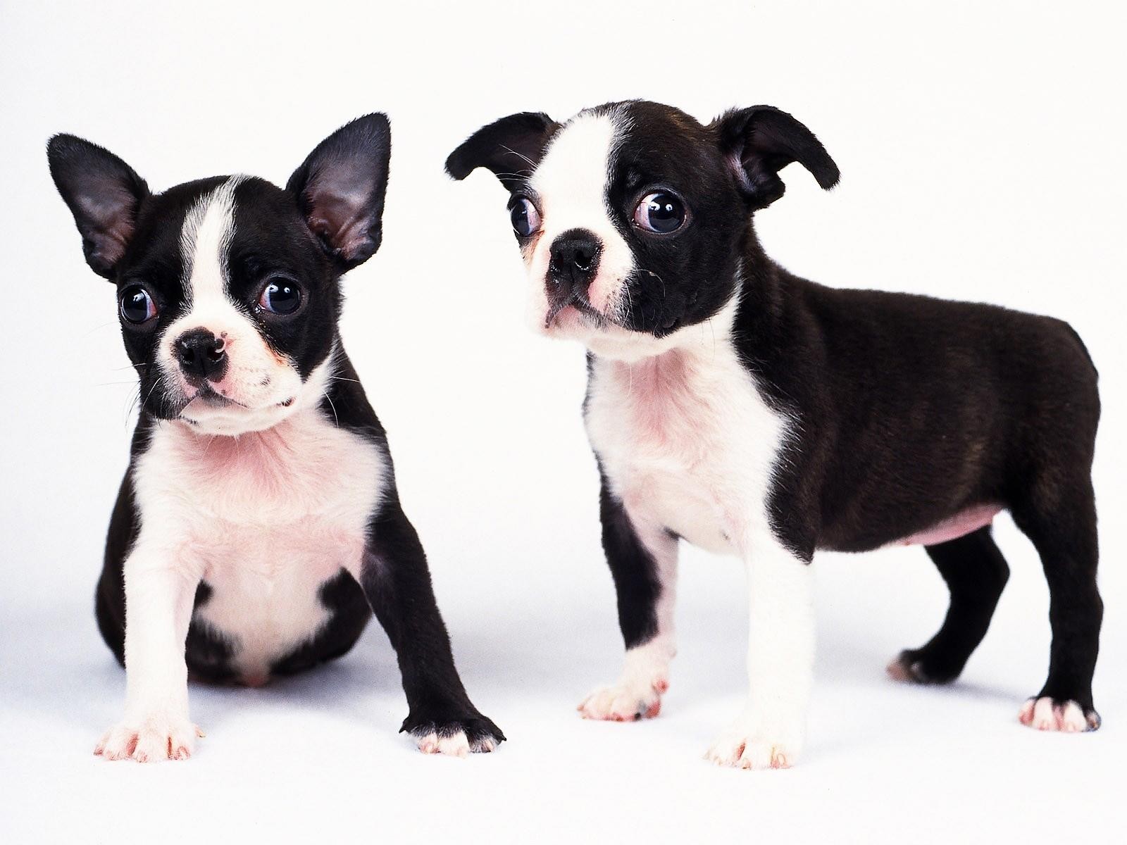 Black And White Dogs Puppies Wallpaper Background