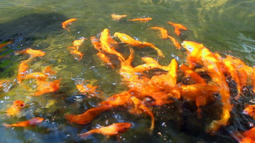Gold Fish Swimming In Water Stock Footage Video Shutterstock