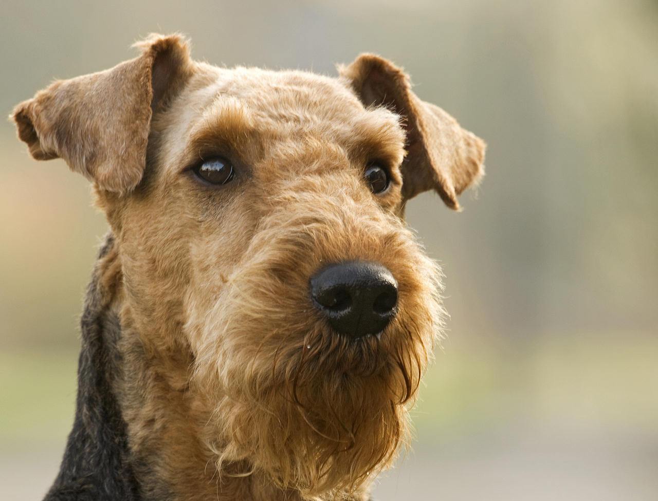 Thoughtful Airedale Terrier Photo And Wallpaper Beautiful