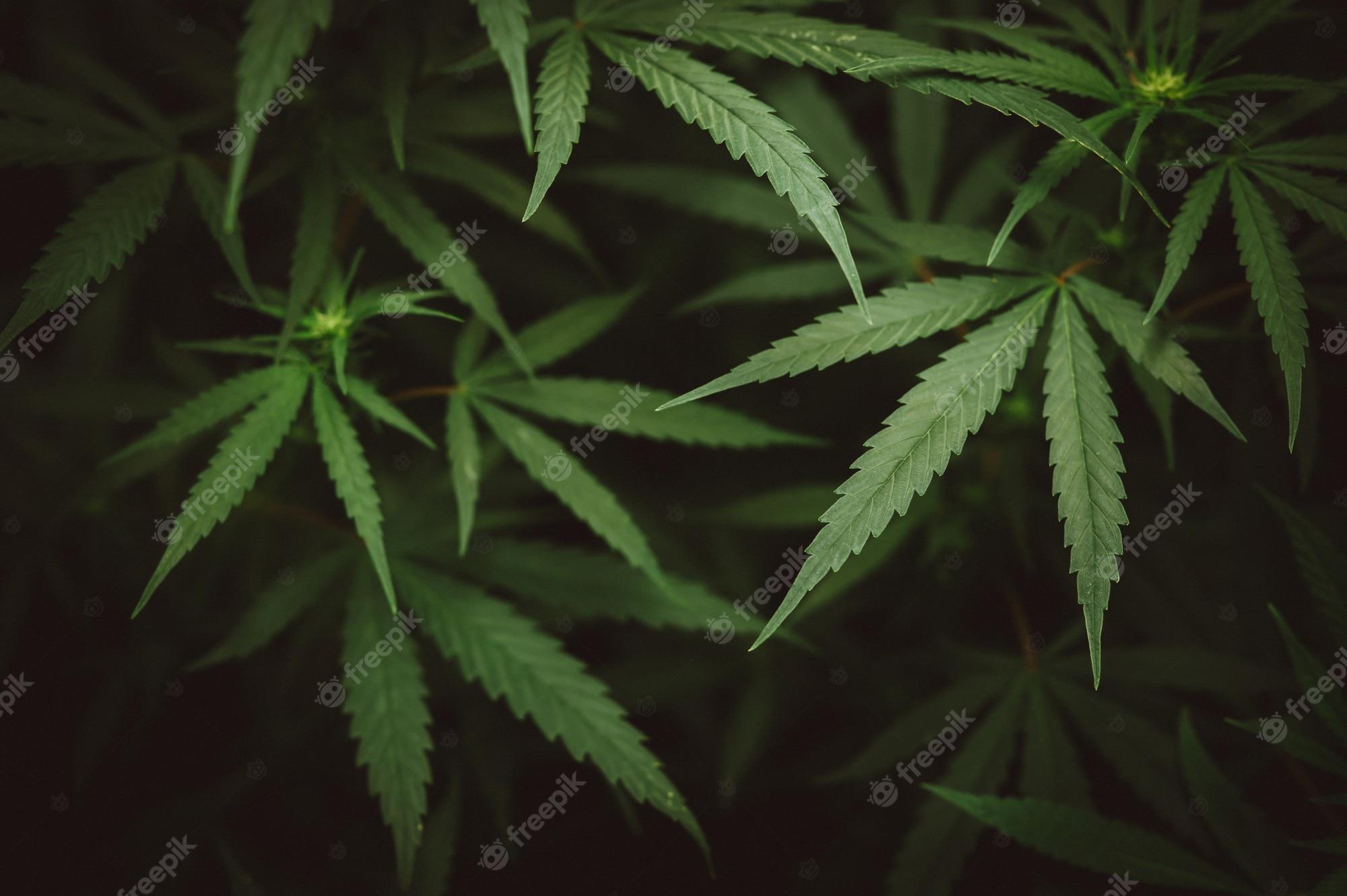 Premium Photo Cannabis Plant On Greenhouse Farm Marijuana