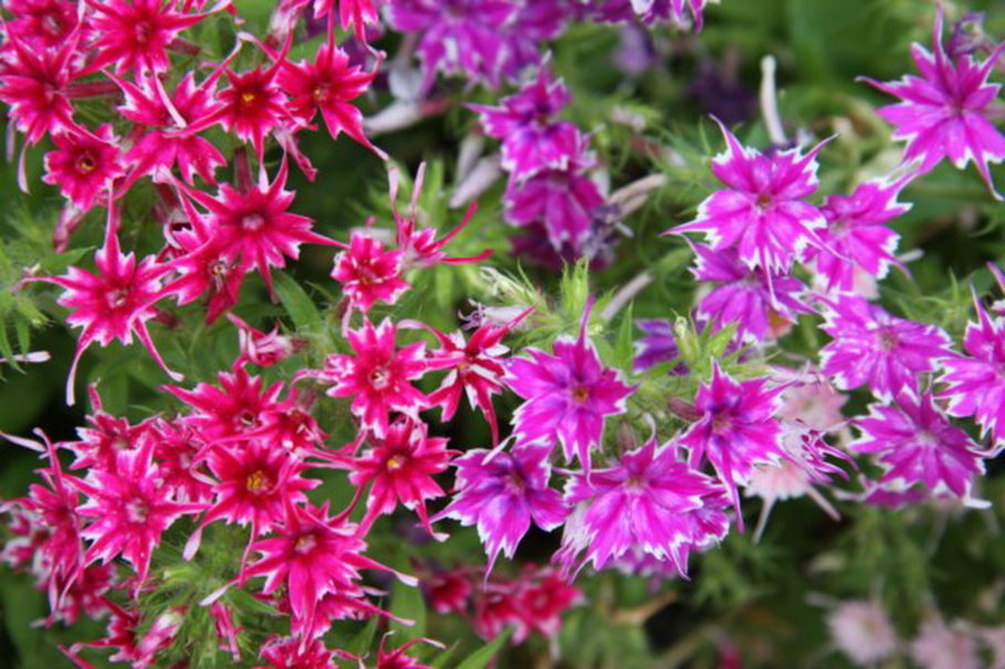 Purple And Pink Flowers Wallpaper