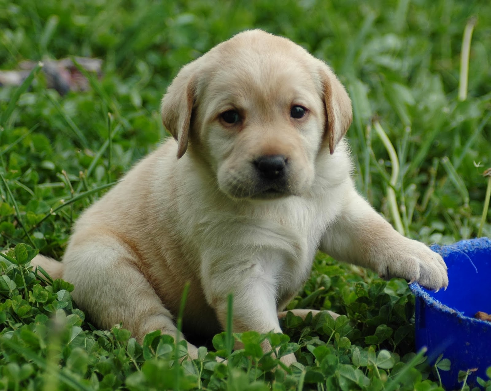 Adorable Labrador Puppy in Green Grass
