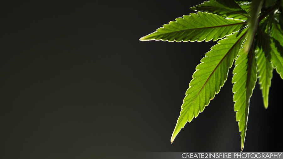 HD Pot Leaf Wallpaper 1080p Image Pictures Becuo