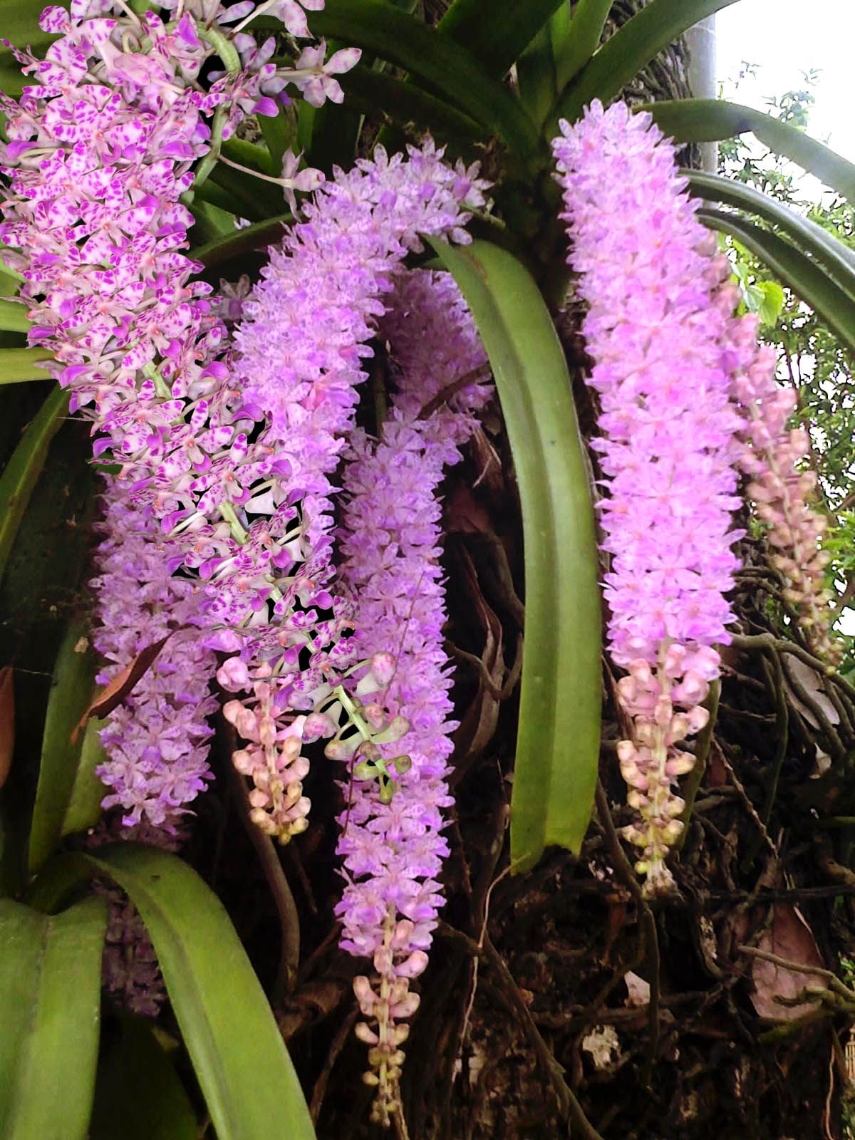 Kopou Phool Orchid Of Assam Flower Indian Flowers Orchids
