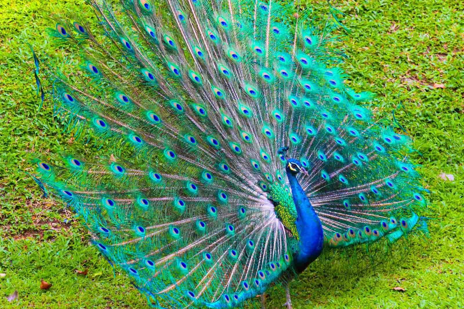 Beautiful Peacock Background HD Wallpaper Wallapers For