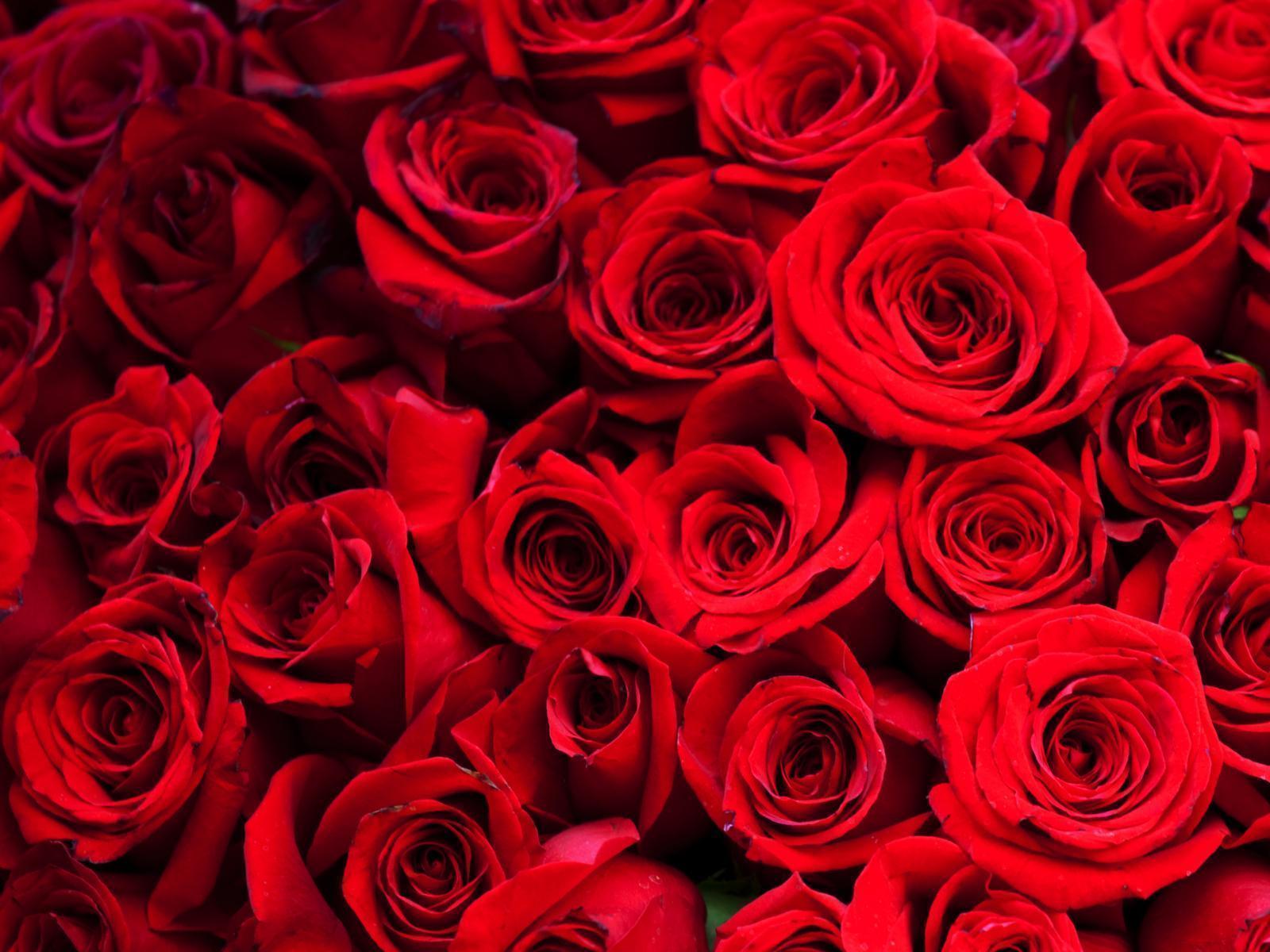Red Roses Backgrounds