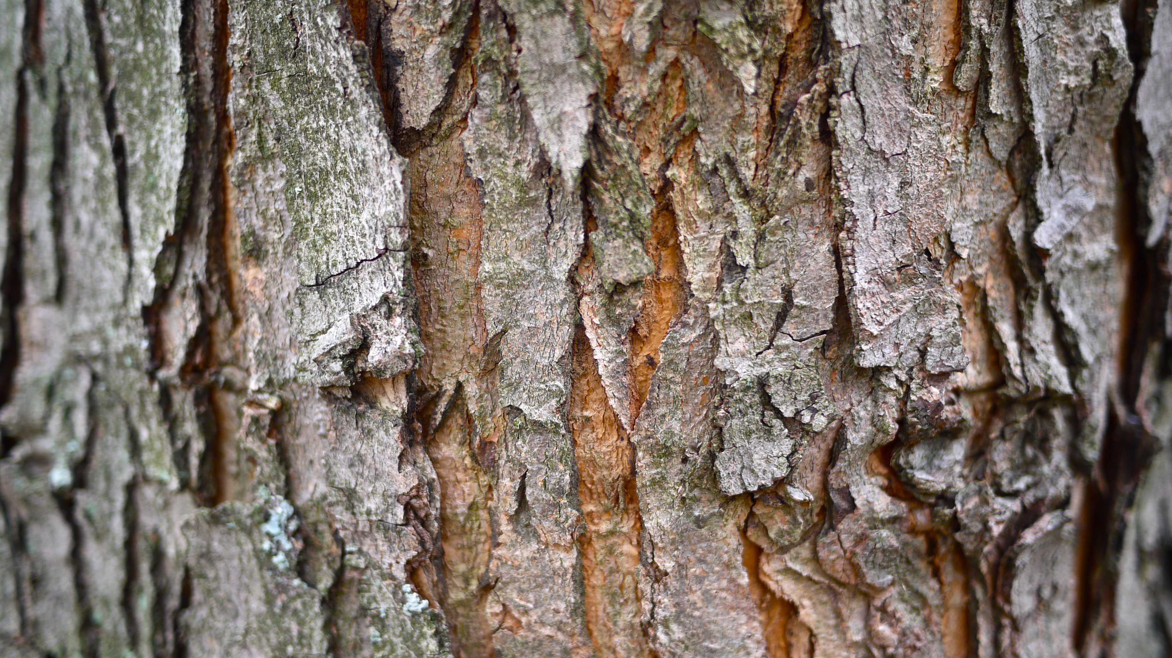 Tree bark texture background No cost royalty free stock