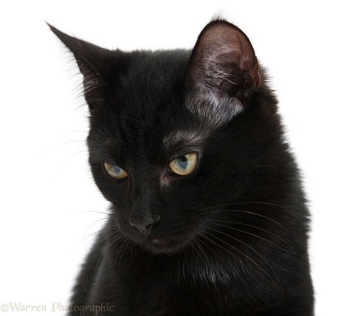 Black cat photo   WP21585 1181x1104