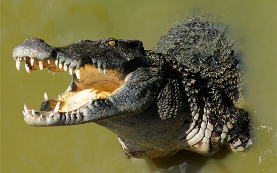 Crocodile Big Mouth Water Wallpaper Animals And Birds