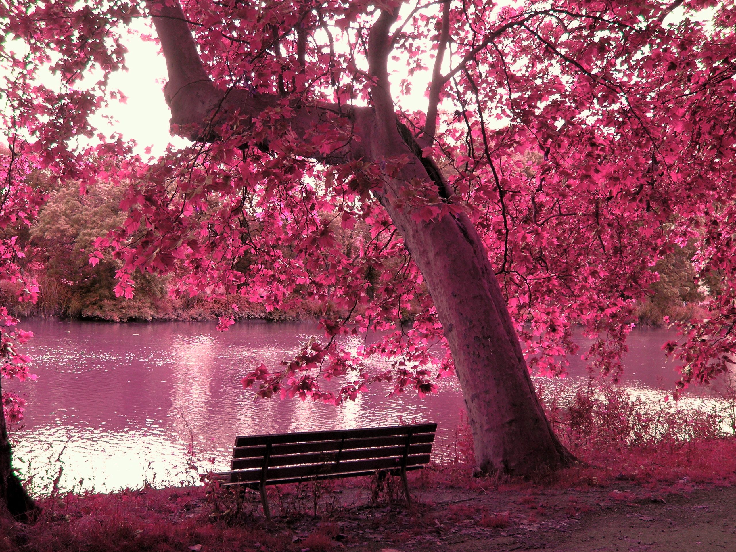 Image Detail For All In Pink Beautiful Bench Lake Nature