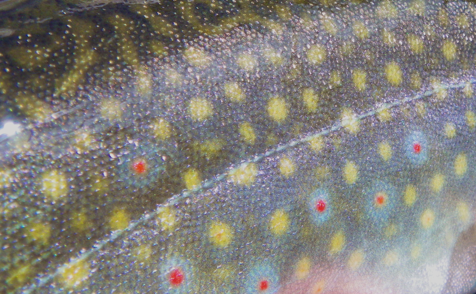 Simms Fly Fishing Wallpaper Fish