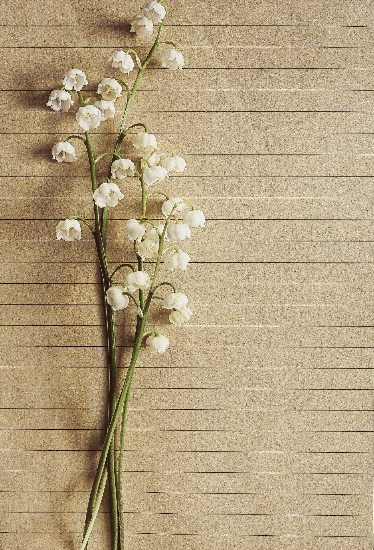 Lily Of The Valley Wallpaper