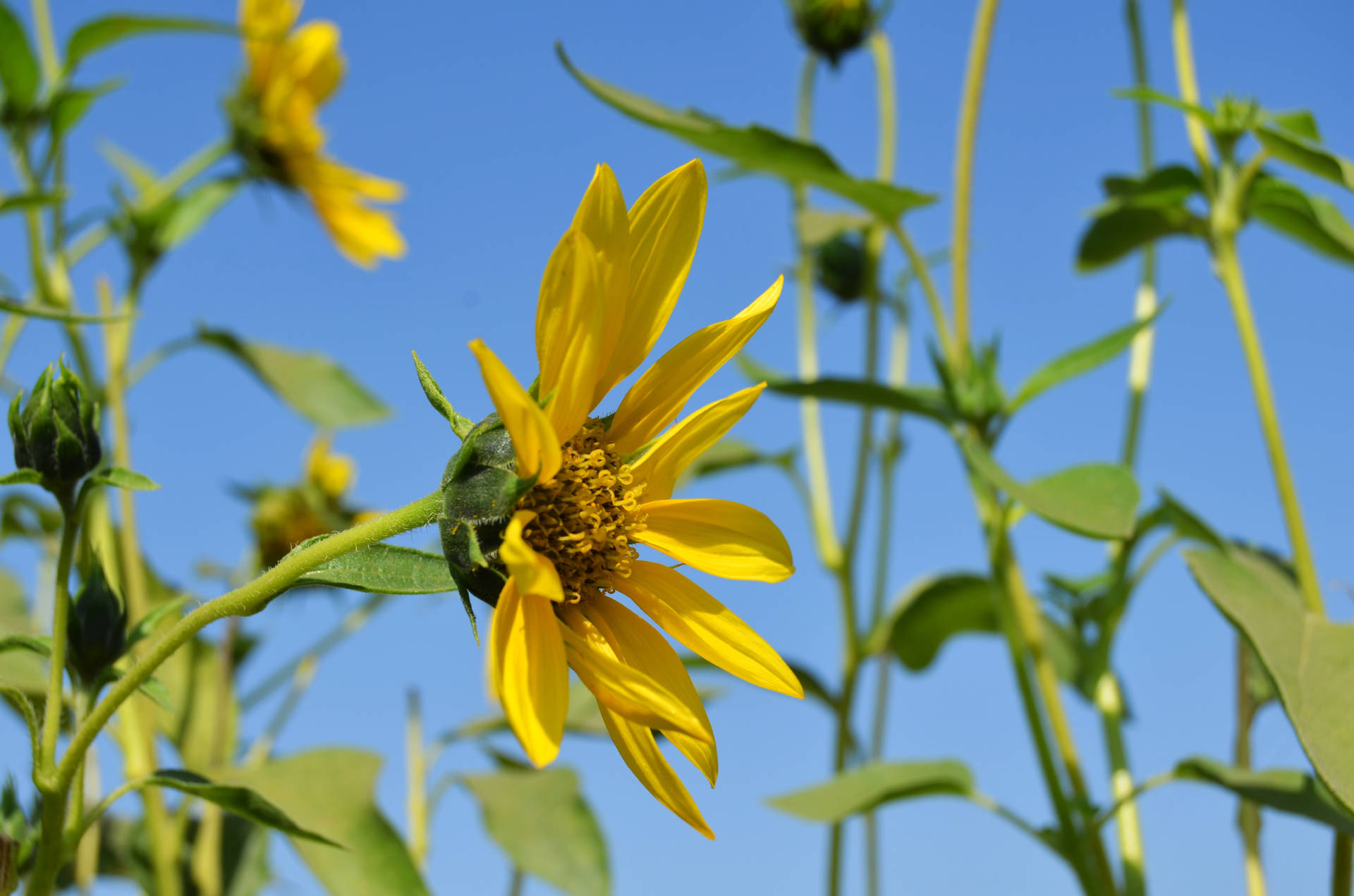 Sunflower Aesthetic Wallpaper