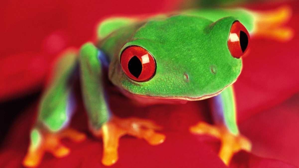 Hd Green Frog Desktop Backgrounds 1200x675 pixel Animal HD Wallpaper
