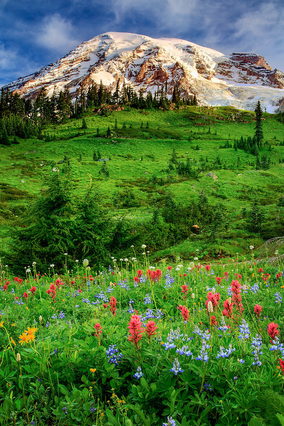 Mount Rainier National Park Ashford Washington United States Usa